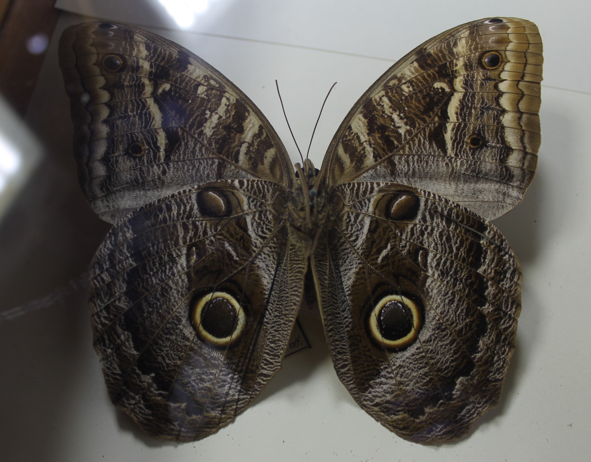 Caligo illioneus